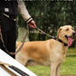 Reflective Shock-Absorbing Bungee Dog Leash – Heavy Duty with Car Seatbelt