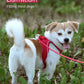 Adjustable Reflective Dog & Cat Harness Leash Set – Small & Medium Pets