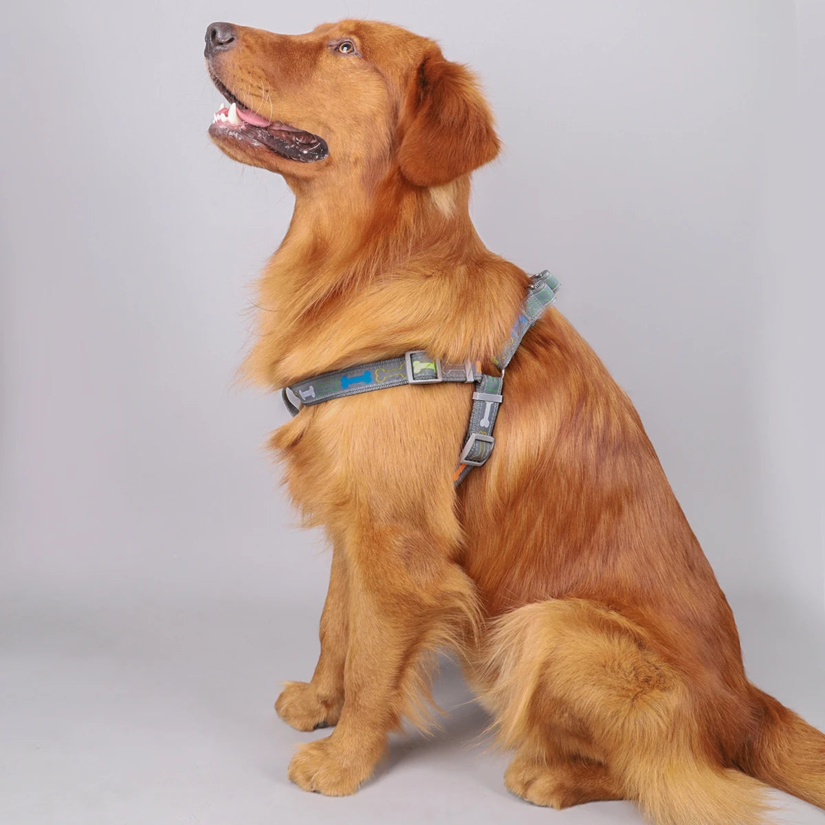 Colorful Bone Tripod Dog Harness – Indoor & Outdoor Use