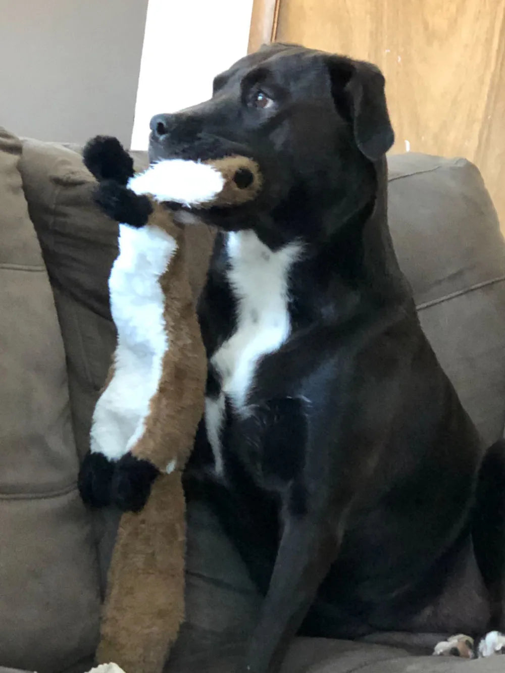 Stuffing-Free Plush Dog Toy – Durable Squeaky Chew Toy